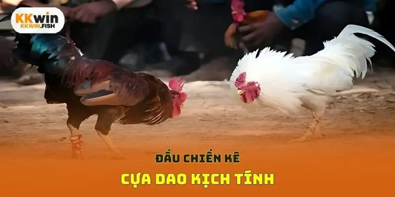 Đấu chiến kê cựa dao kịch tính
