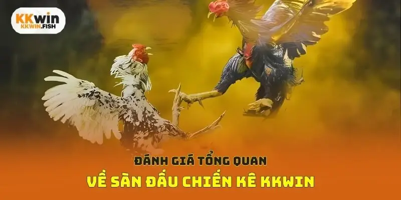 Đánh giá tổng quan về sàn đấu chiến kê Kkwin